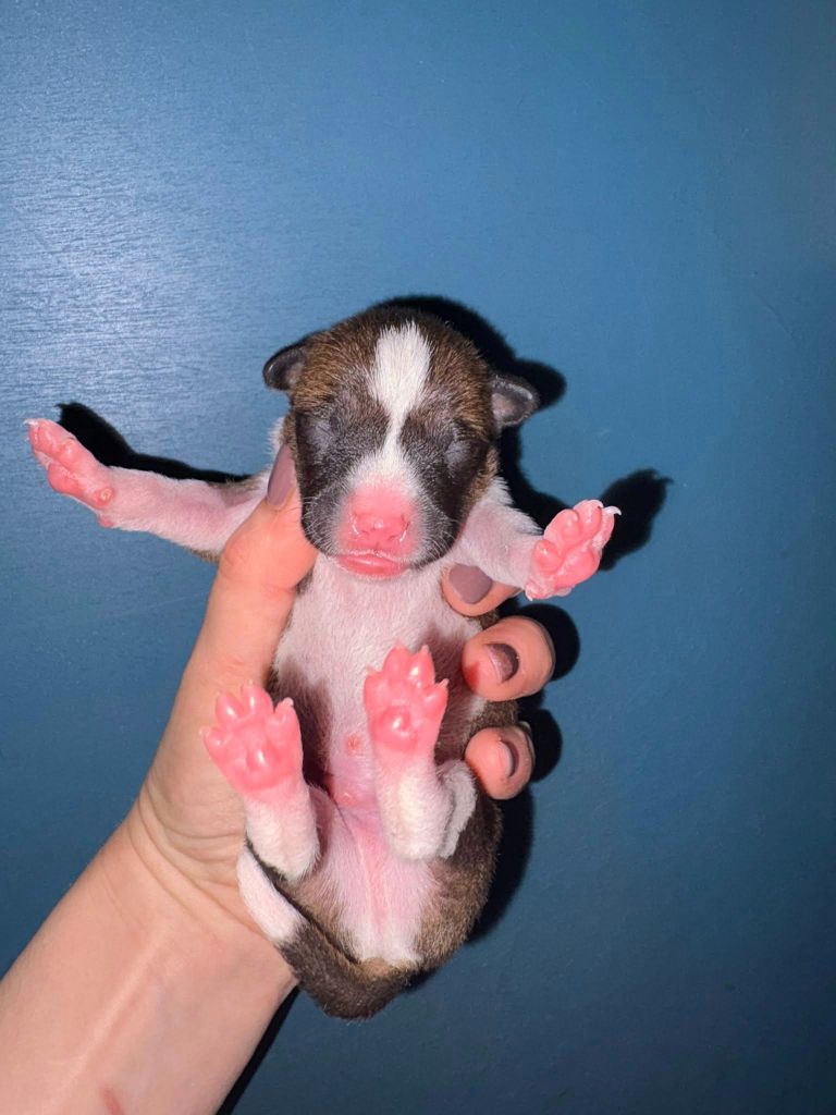 Du Domaine D’Emavina - Chiots disponibles - Basenji